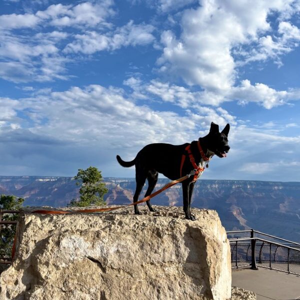 Pet Friendly National Park: The Grand Canyon