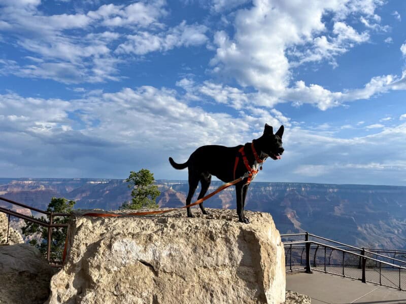 Pet Friendly National Park: The Grand Canyon