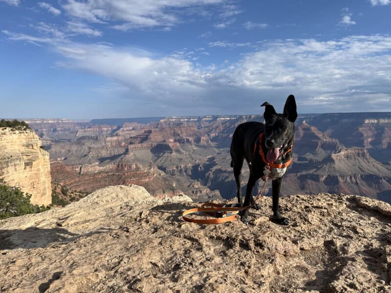 Brindle dog on a rock outcropping at Grand Canyon National Park