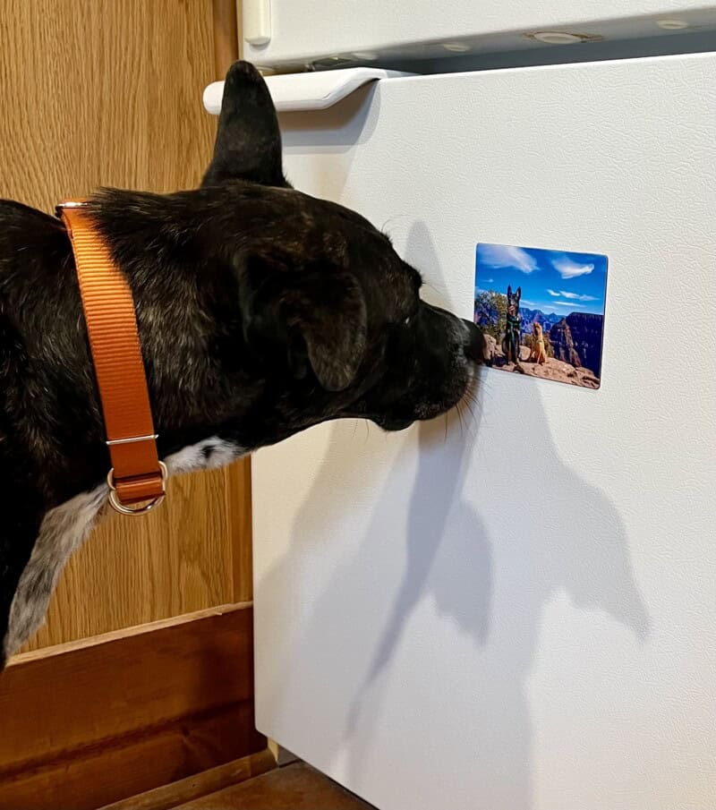 Brindle dog looking at a photo of two dogs at the south rim of the Grand Canyon