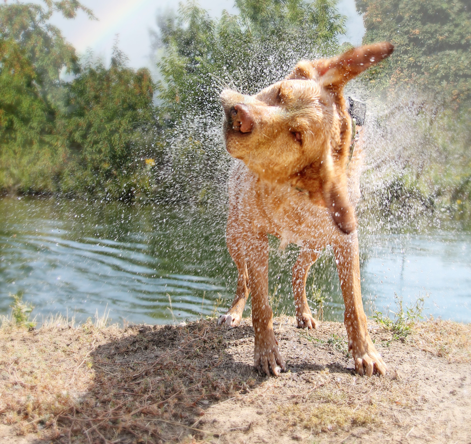 Perro sacudiéndose el agua en una playa que admite perros en Outer Banks, Carolina del Norte