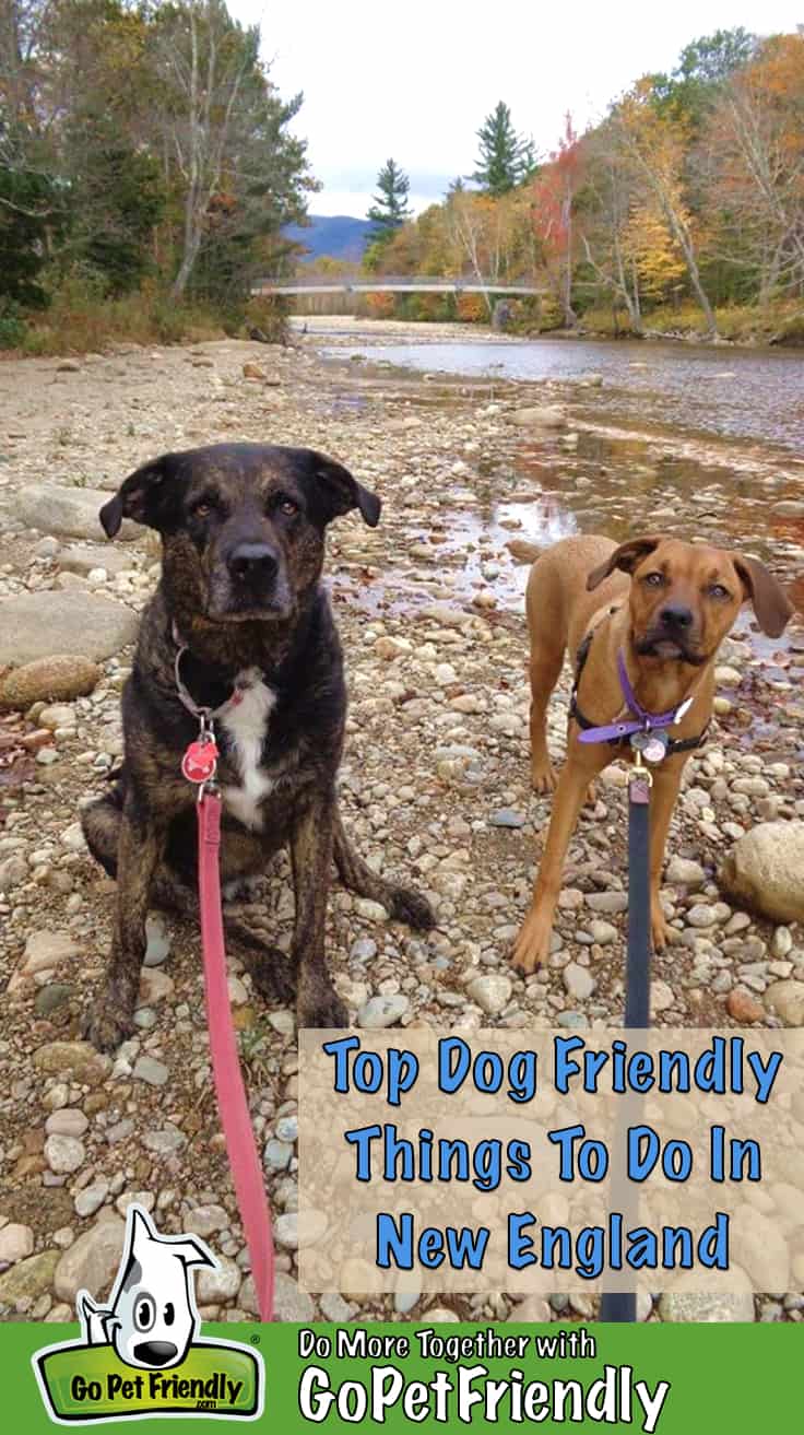 Top Dog Friendly Things To Do In New England GoPetFriendly