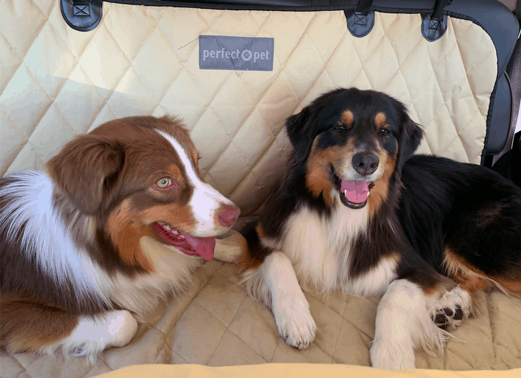 Preparing For A 12-Day Pet Friendly Road Trip