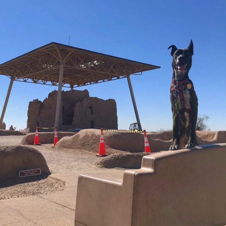 15 Dog Friendly Things To Do Around Tucson, AZ | GoPetFriendly