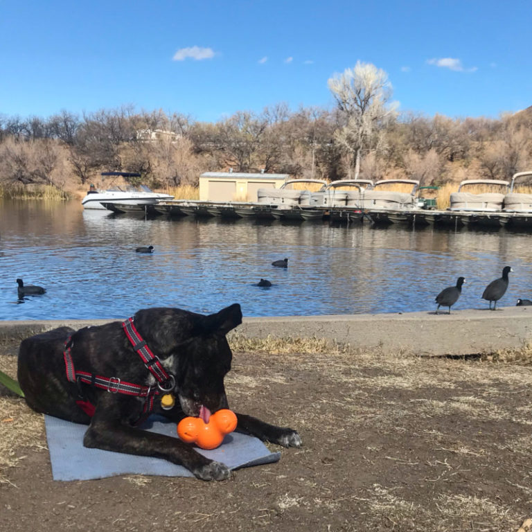 15 Dog Friendly Things To Do Around Tucson, AZ | GoPetFriendly