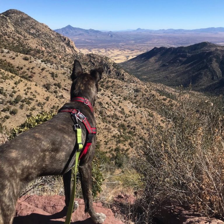 15 Dog Friendly Things To Do Around Tucson, AZ | GoPetFriendly