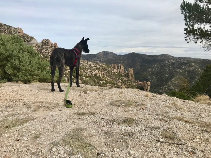 Five Dog Friendly Hikes Near Tucson