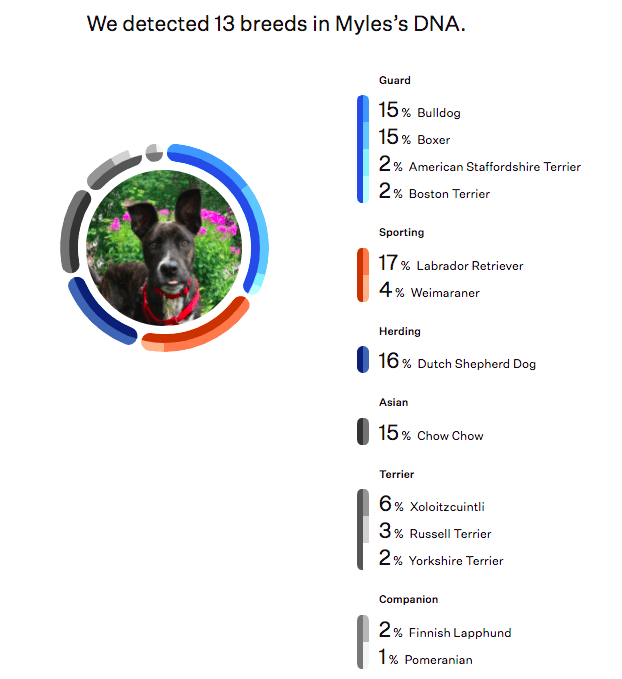 Dog DNA Test Review And Comparison Embark Vs Wisdom Panel