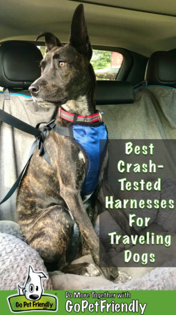 Best Dog Seat Belts, Tested (2024 Guide)