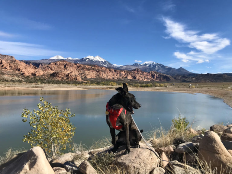 Your Ultimate Guide To Dog Friendly Moab, Utah | GoPetFriendly