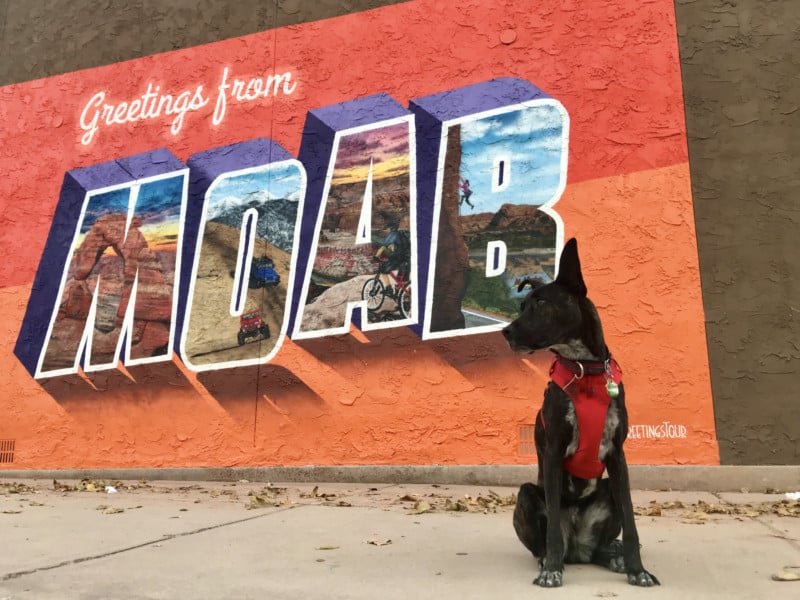 Your Ultimate Guide To Dog Friendly Moab, Utah