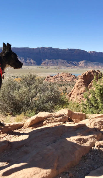 Brindle dog in a red harness on a pet friendly hiking trail at Ken's Lake in Moab, UT