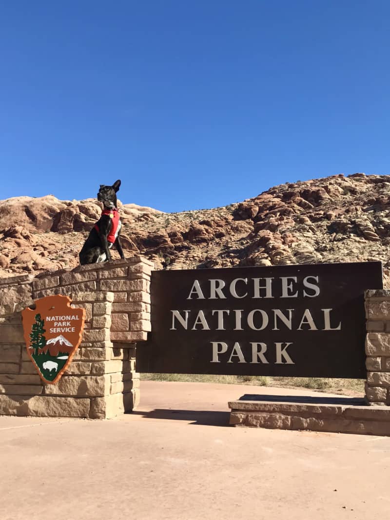 Cachorro tigrado com arnês vermelho sentado na placa no Parque Nacional Arches - Moab, UT
