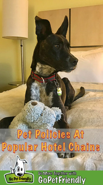 Pet Friendly Hotels & Motels In Southern California