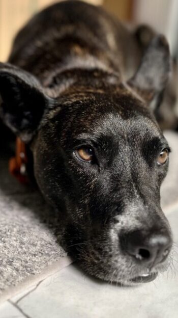 Brindle dog laying on a rug looking annoyed after being sprayed by a skunk