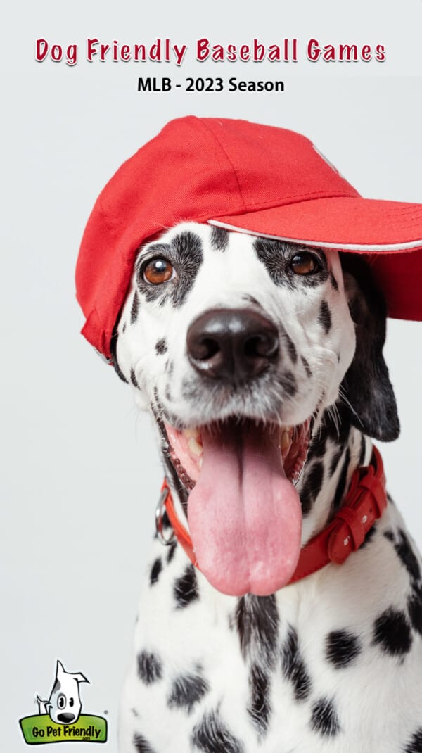 Want to take your dog to a Nationals game? Here's how you can