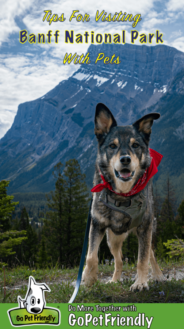 are dogs allowed in glacier national park canada