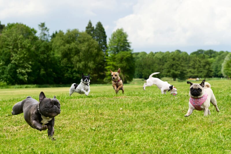 Five small dogs playing in a field at a pet boarding facility