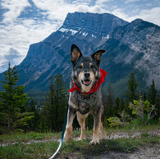 The Ultimate Pet Friendly Guide To Banff National Park