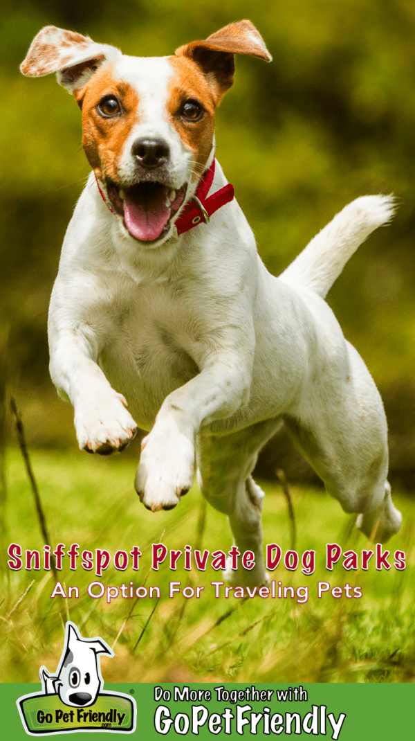 are dog parks safe for dogs