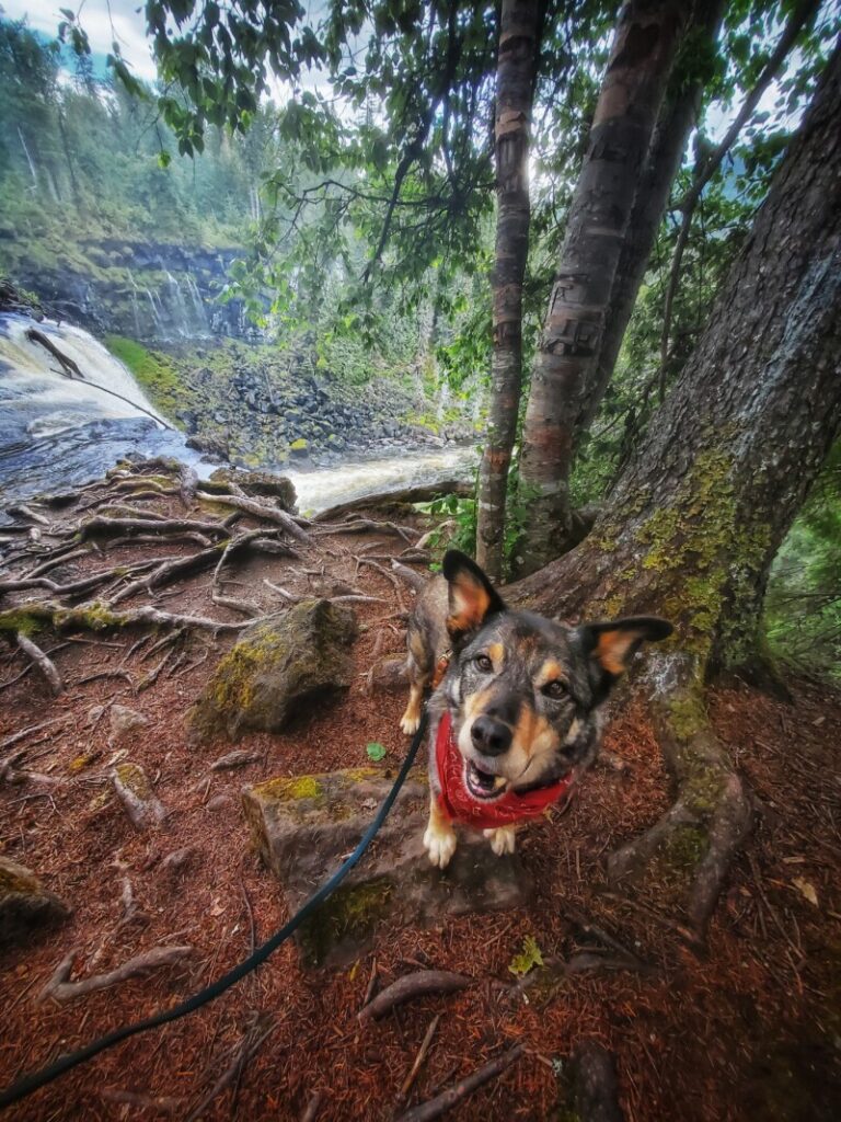 Dog Friendly Road Trip British Columbia: Lillooet, Kamloops & Clearwater