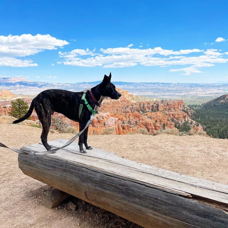 are dogs allowed in bryce canyon national park