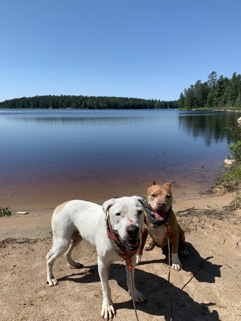 Adventures With Pets In Voyageurs National Park | GoPetFriendly