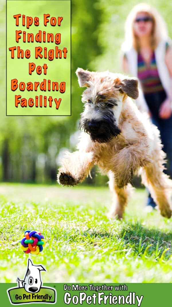 Tips For Finding The Right Pet Boarding House Fluff Love Pets