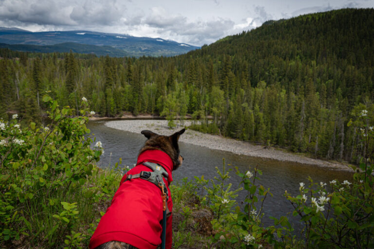 Dog Friendly Road Trip British Columbia Lillooet, Kamloops & Clearwater