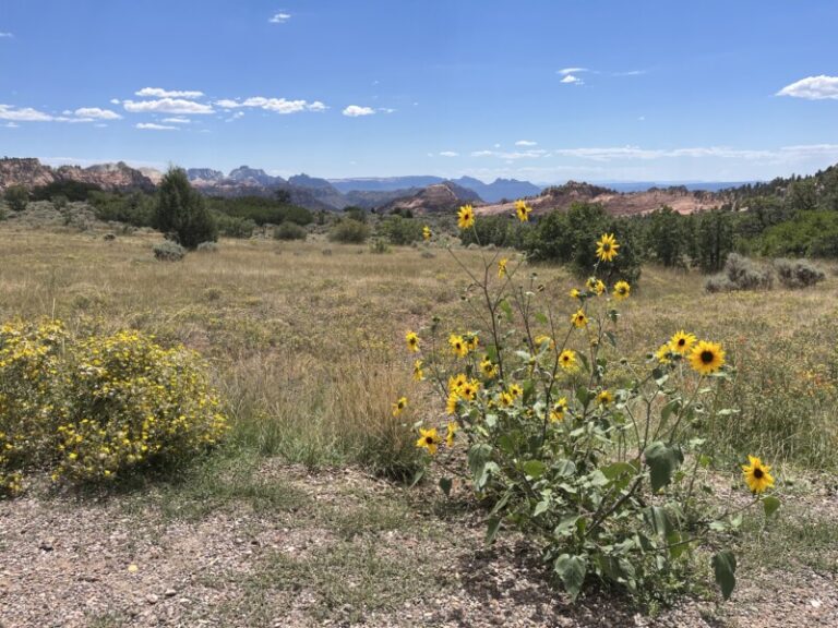 Visiting Zion National Park With Pets | GoPetFriendly