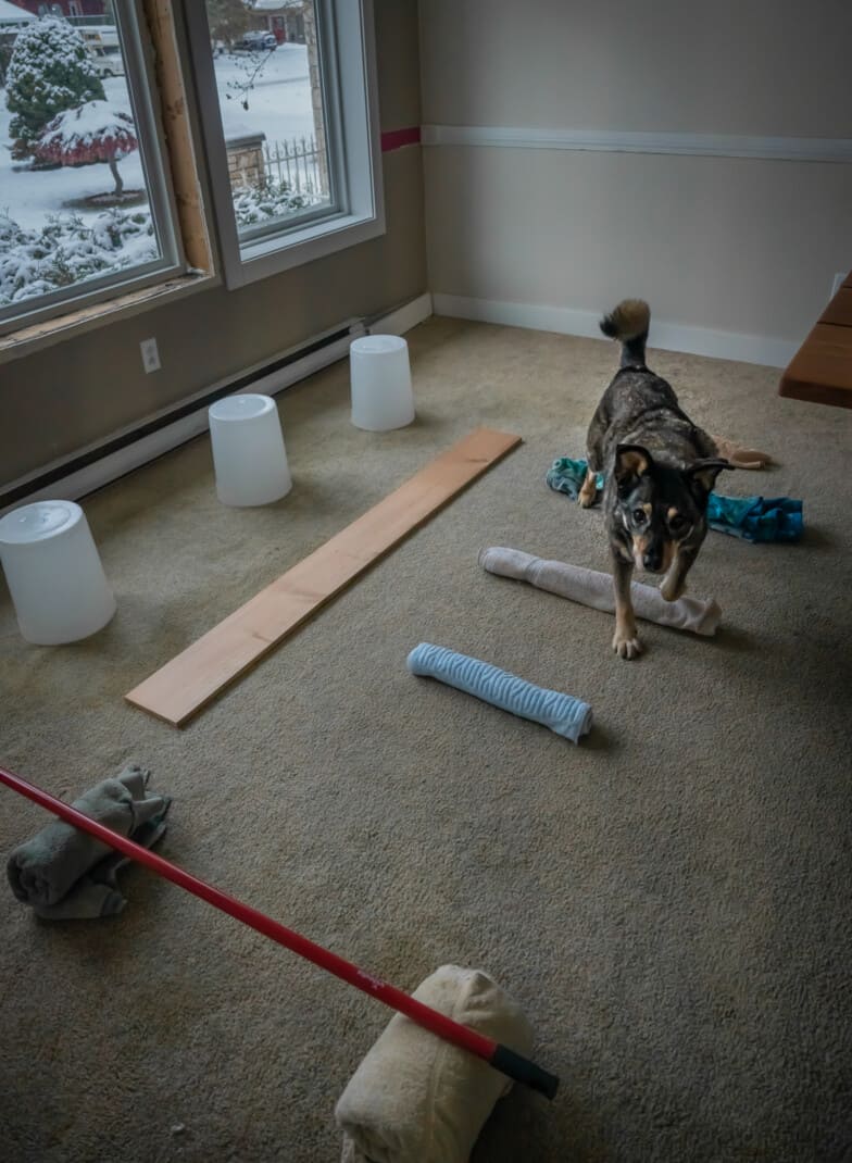 DIY Indoor Enrichment Games For Dogs