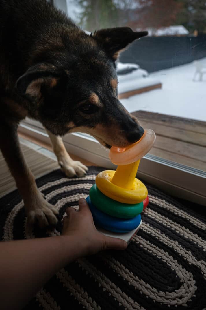 Kol's Favourite DIY Enrichment Games for Dogs - Kol's Notes