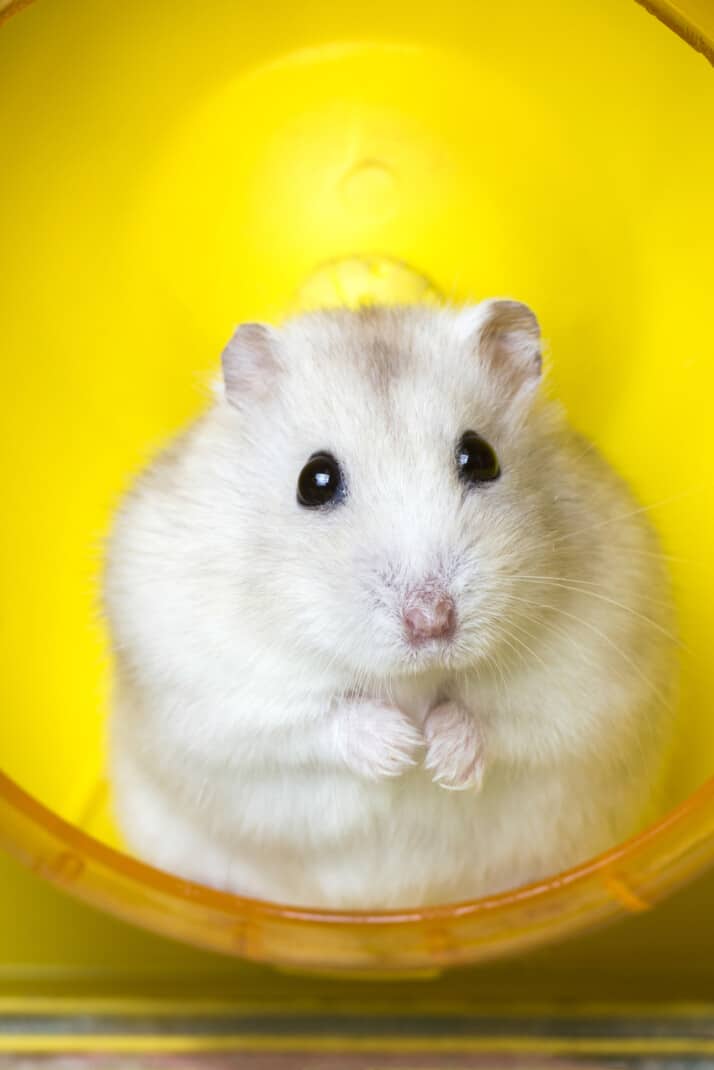How To Travel With A Hamster | GoPetFriendly