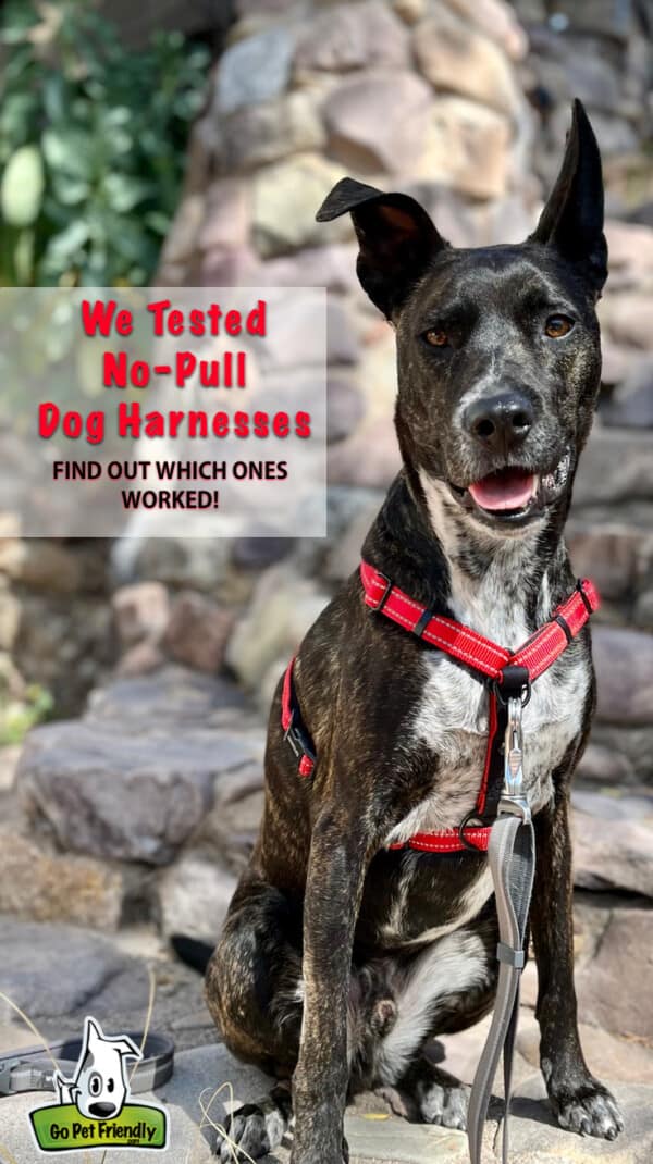 We Tested 12 No-Pull Dog Harnesses To See Which Ones Work