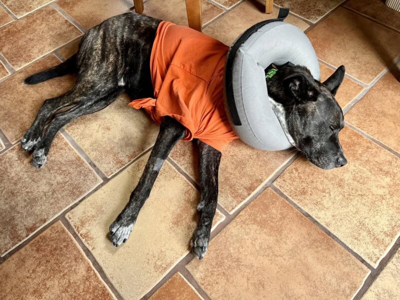 Brindle dog in an orange t-shirt and circular collar after a trip to the emergency vets