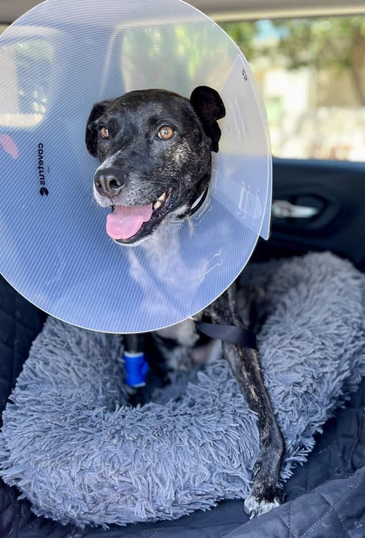 Brindle dog in a cone collar after visiting emergency vets