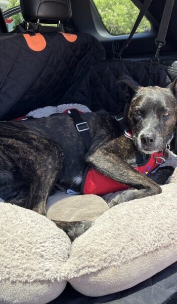 Brindle dog in crash-tested dog harness from OptimusGear