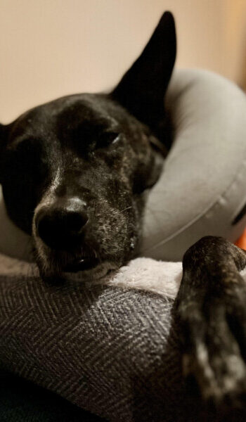 Brindle dog sleeping in an orange t-shirt and inflated collar after being treated by emergency vets