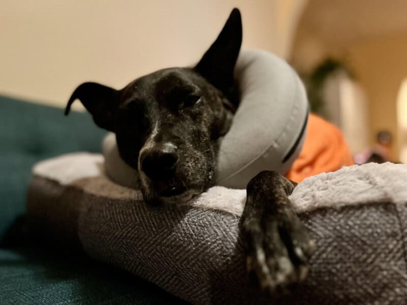 Brindle dog sleeping in an orange t-shirt and inflated collar after being treated by emergency vets