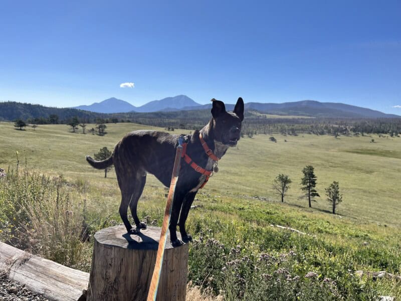 Dog in an orange harness standing on a stump with a mountain meadow and two peaks in the distance